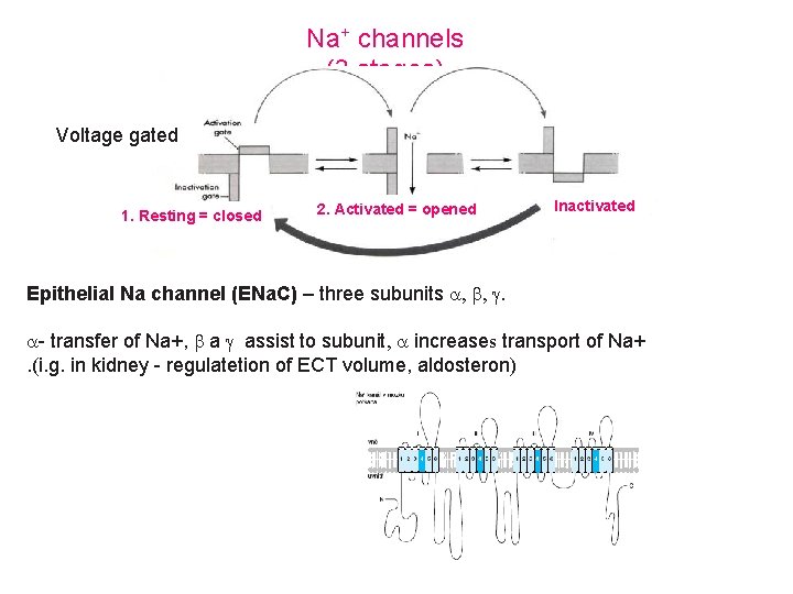 Na+ channels (3 stages) Voltage gated 1. Resting = closed 2. Activated = opened