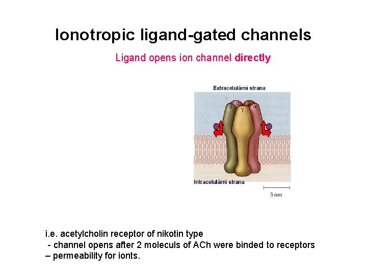 Ionotropic ligand-gated channels Ligand opens ion channel directly i. e. acetylcholin receptor of nikotin