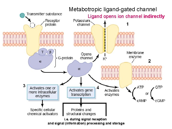 Metabotropic ligand-gated channel Ligand kanály opens ion channel indirectly Metabotropní i. e. during signal