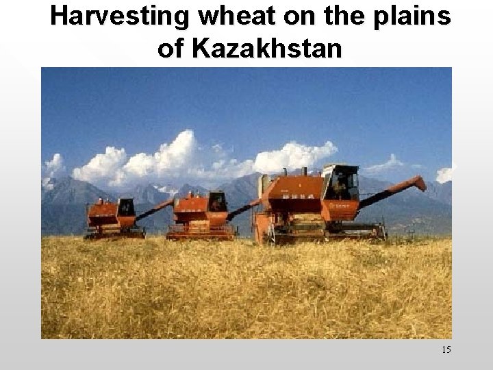 Harvesting wheat on the plains of Kazakhstan 15 