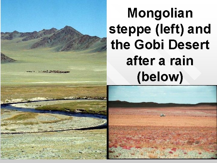 Mongolian steppe (left) and the Gobi Desert after a rain (below) 16 