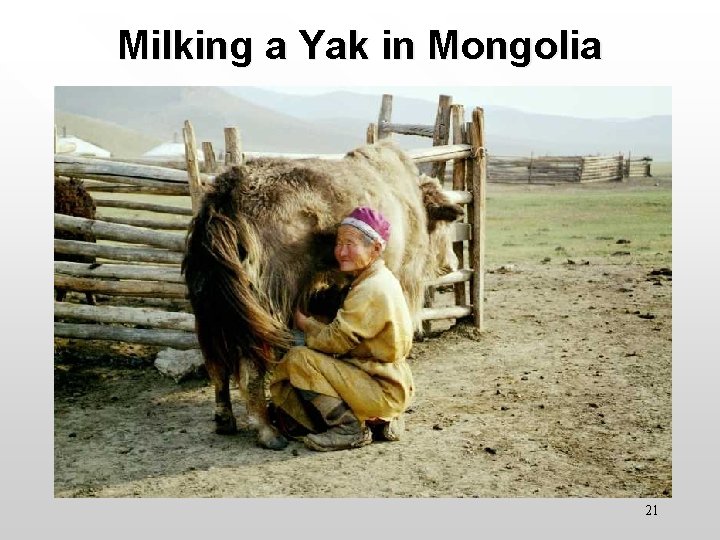 Milking a Yak in Mongolia 21 