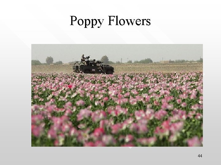 Poppy Flowers 44 