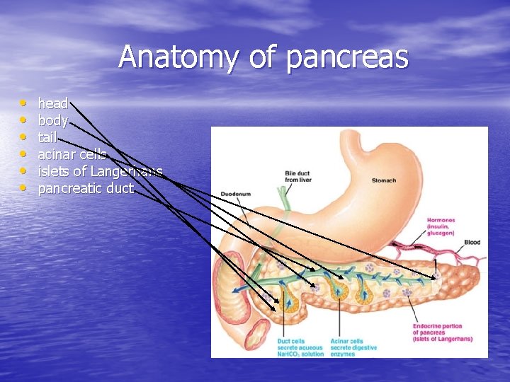 Anatomy of pancreas • • • head body tail acinar cells islets of Langerhans