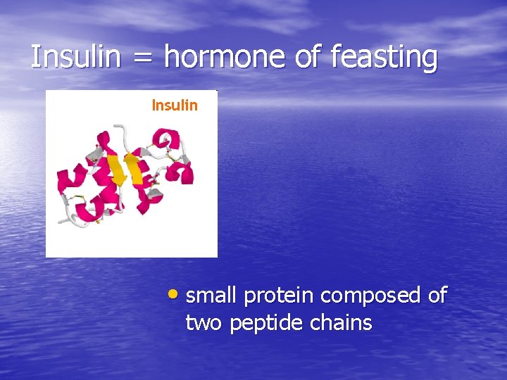 Insulin = hormone of feasting • small protein composed of two peptide chains 