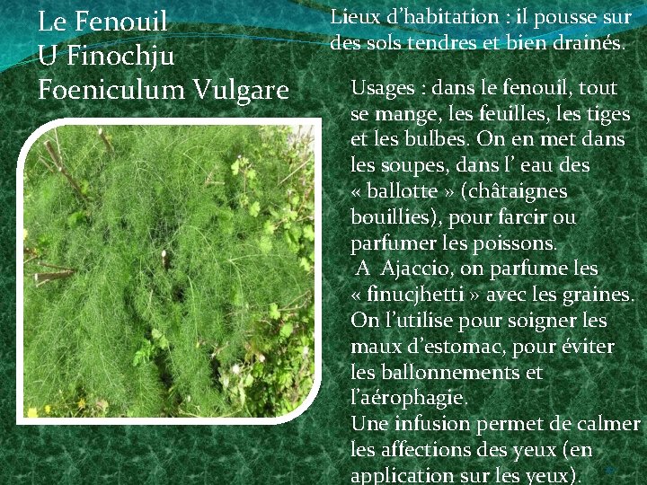 Le Fenouil U Finochju Foeniculum Vulgare Lieux d’habitation : il pousse sur des sols