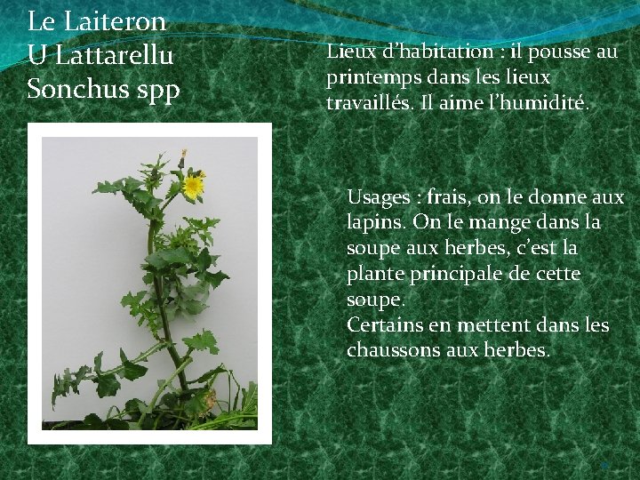 Le Laiteron U Lattarellu Sonchus spp Lieux d’habitation : il pousse au printemps dans