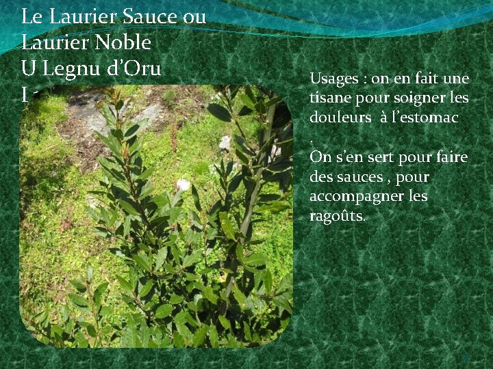 Le Laurier Sauce ou Laurier Noble U Legnu d’Oru Laurus Nobilis Usages : on