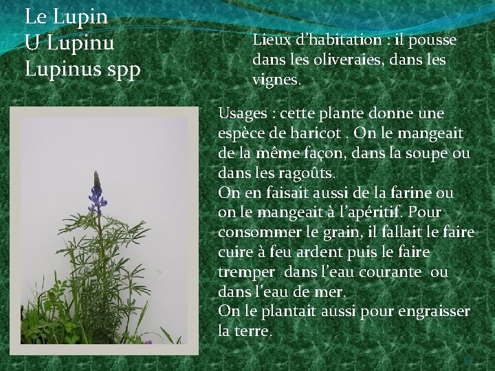 Le Lupin U Lupinus spp Lieux d’habitation : il pousse dans les oliveraies, dans