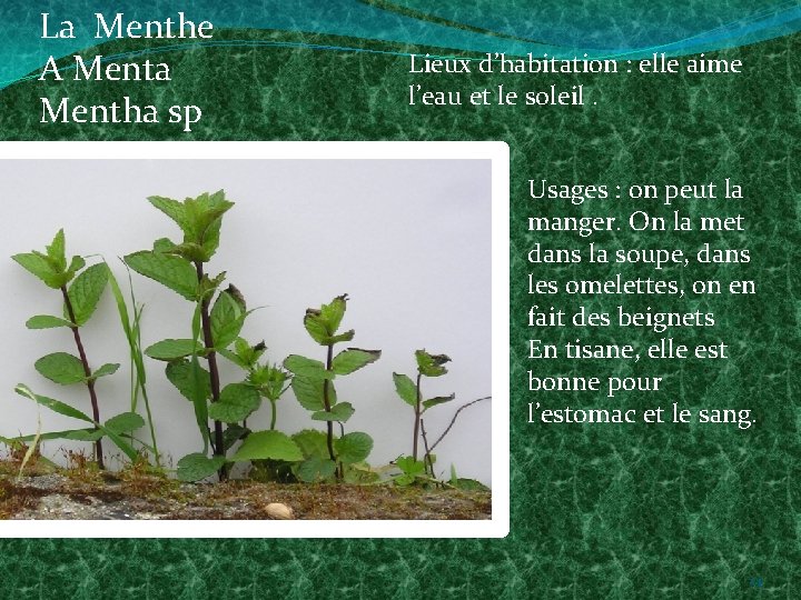 La Menthe A Menta Mentha sp Lieux d’habitation : elle aime l’eau et le