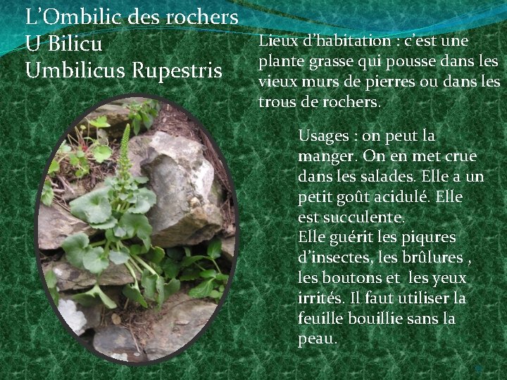 L’Ombilic des rochers U Bilicu Umbilicus Rupestris Lieux d’habitation : c’est une plante grasse