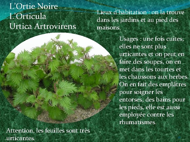 L’Ortie Noire L’Orticula Urtica Artrovirens Lieux d’habitation : on la trouve dans les jardins