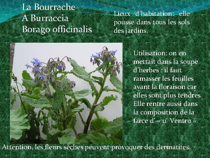 La Bourrache A Burraccia Borago officinalis Lieux d’habitation: elle pousse dans tous les sols