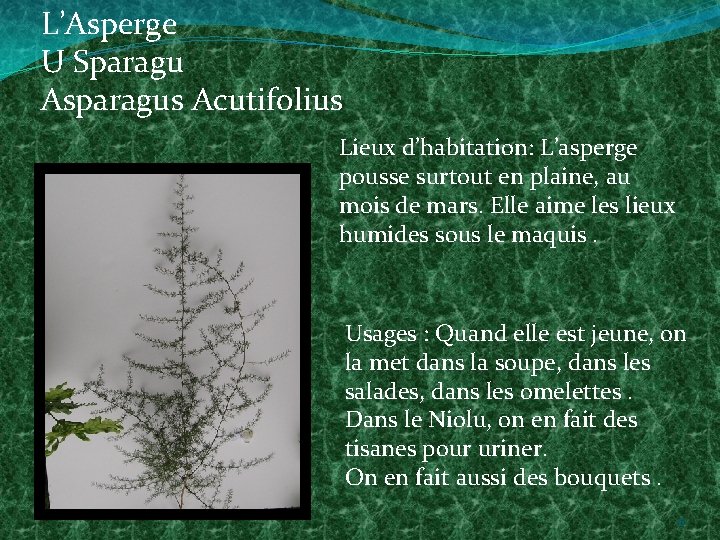 L’Asperge U Sparagu Asparagus Acutifolius Lieux d’habitation: L’asperge pousse surtout en plaine, au mois