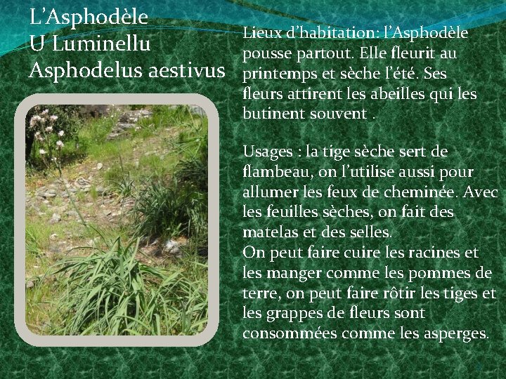 L’Asphodèle U Luminellu Asphodelus aestivus Lieux d’habitation: l’Asphodèle pousse partout. Elle fleurit au printemps