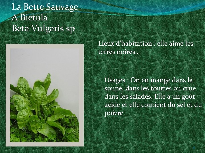 La Bette Sauvage A Bietula Beta Vulgaris sp Lieux d’habitation : elle aime les