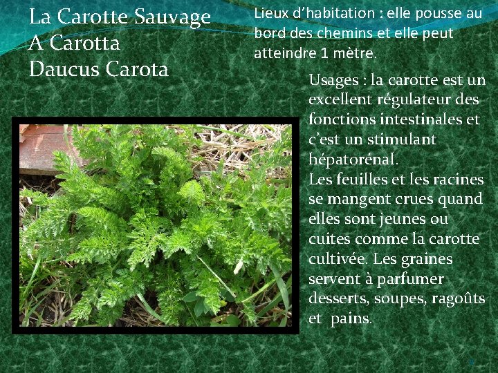 La Carotte Sauvage A Carotta Daucus Carota Lieux d’habitation : elle pousse au bord