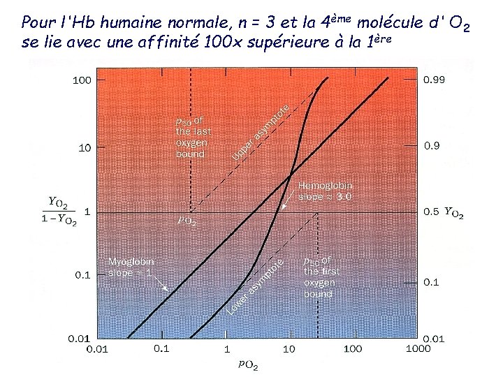 Pour l'Hb humaine normale, n = 3 et la 4ème molécule d' O 2