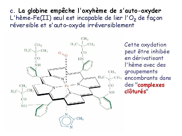 c. La globine empêche l'oxyhème de s'auto-oxyder L'hème-Fe(II) seul est incapable de lier l'O