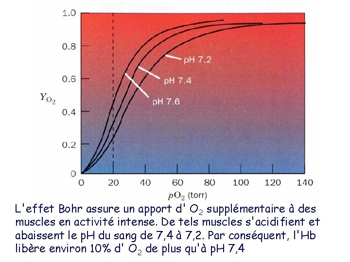 L'effet Bohr assure un apport d' O 2 supplémentaire à des muscles en activité