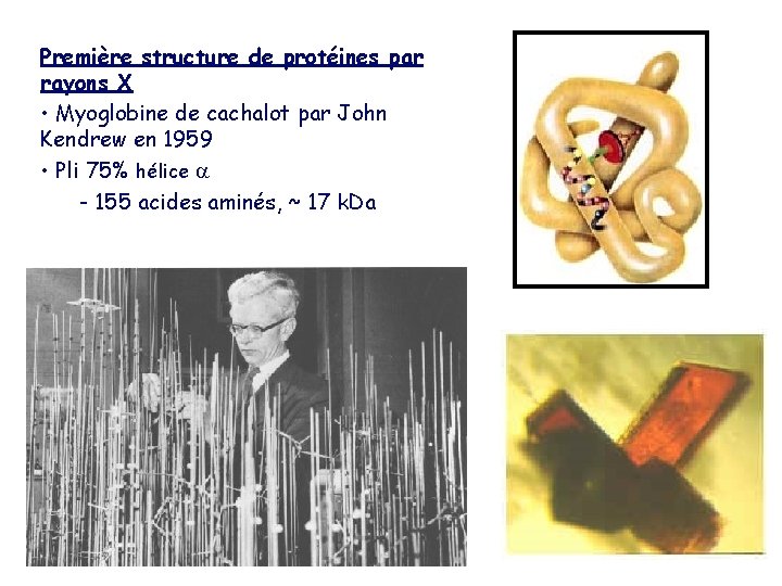 Première structure de protéines par rayons X • Myoglobine de cachalot par John Kendrew