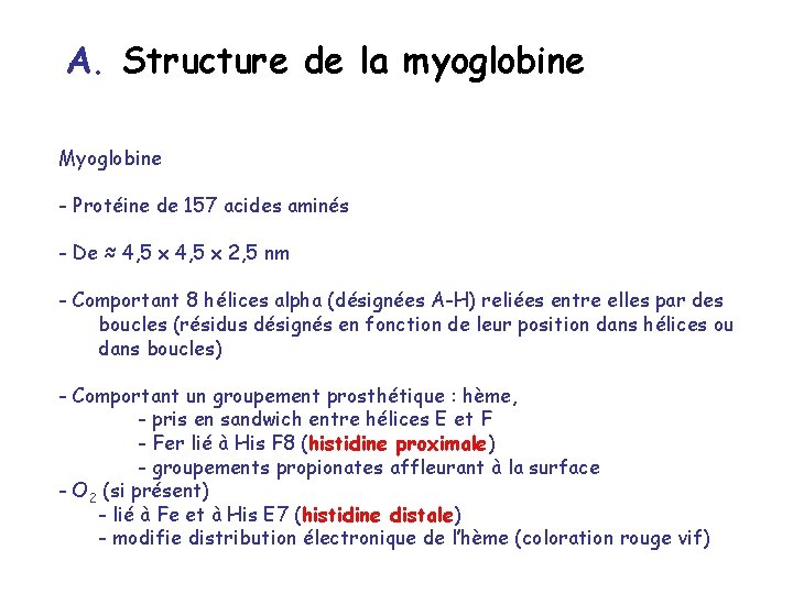 A. Structure de la myoglobine Myoglobine - Protéine de 157 acides aminés - De