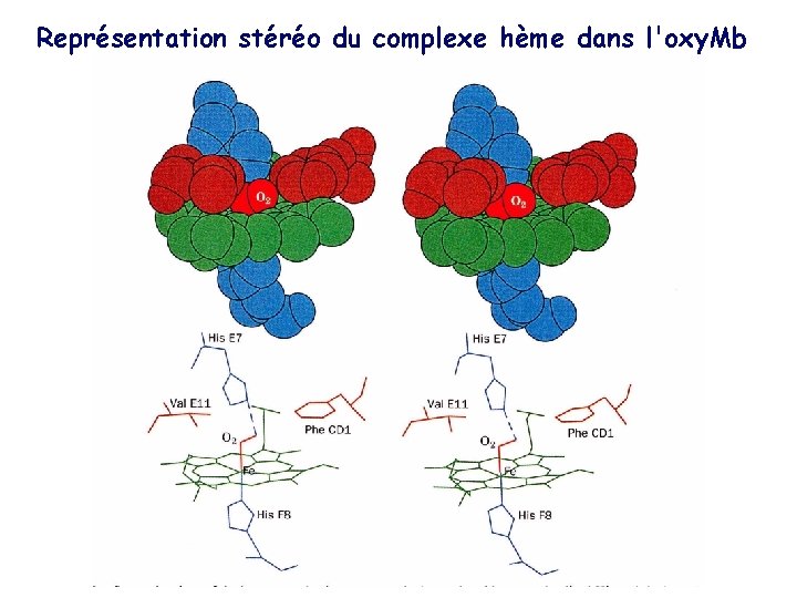 Représentation stéréo du complexe hème dans l'oxy. Mb 