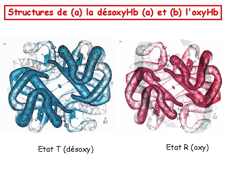 Structures de (a) la désoxy. Hb (a) et (b) l'oxy. Hb Etat T (désoxy)