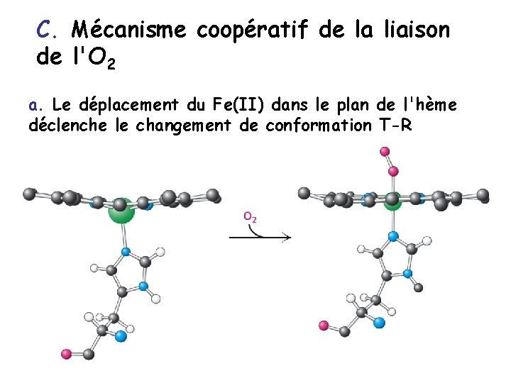 C. Mécanisme coopératif de la liaison de l'O 2 a. Le déplacement du Fe(II)