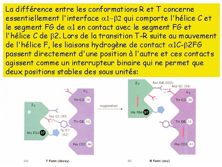 La différence entre les conformations R et T concerne essentiellement l'interface qui comporte l'hélice