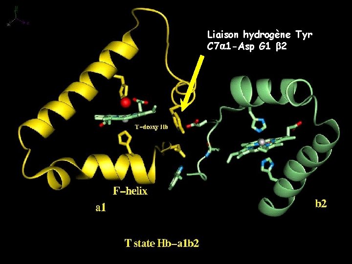 Liaison hydrogène Tyr C 7 1 -Asp G 1 2 