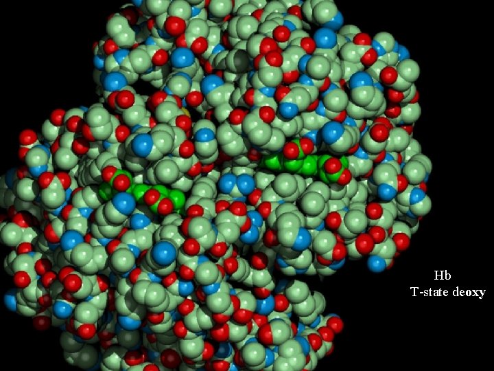 Hb T-state deoxy 