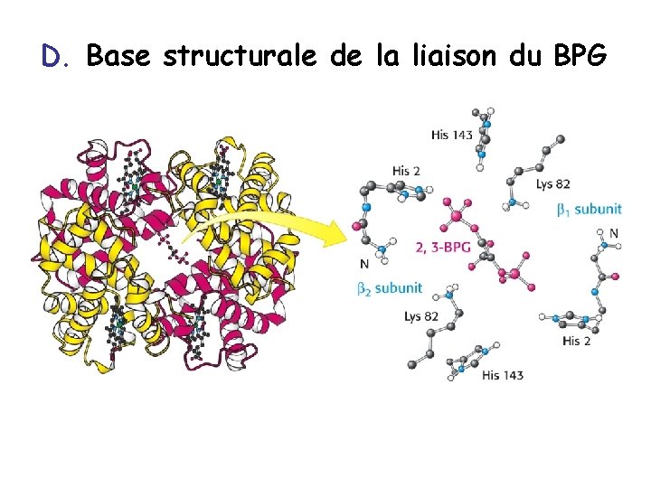 D. Base structurale de la liaison du BPG 