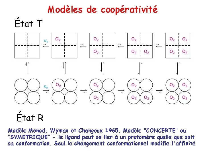 Modèles de coopérativité État T État R Modèle Monod, Wyman et Changeux 1965. Modèle