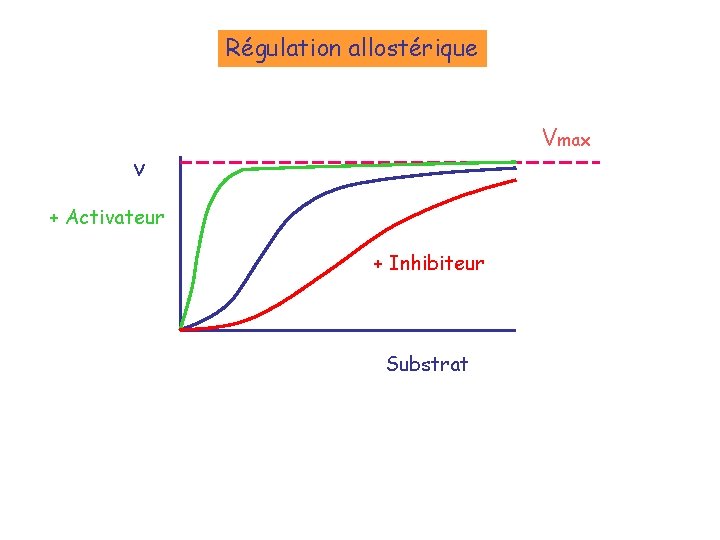 Régulation allostérique Vmax v + Activateur + Inhibiteur Substrat 