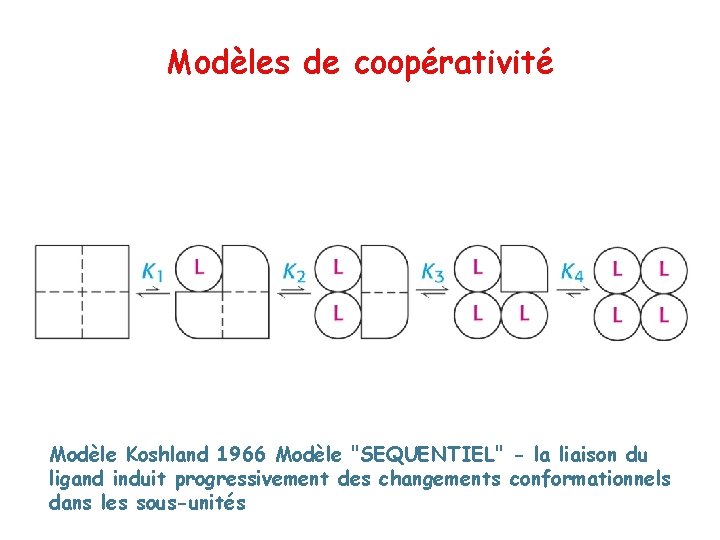 Modèles de coopérativité Modèle Koshland 1966 Modèle "SEQUENTIEL" - la liaison du ligand induit