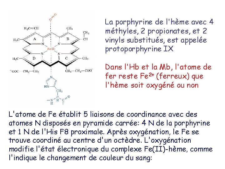 La porphyrine de l'hème avec 4 méthyles, 2 propionates, et 2 vinyls substitués, est