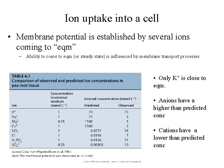Ion uptake into a cell • Membrane potential is established by several ions coming