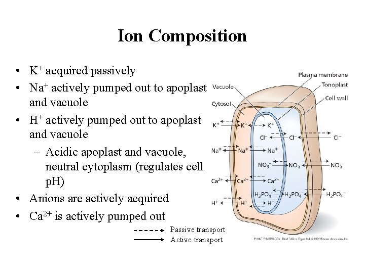 Ion Composition • K+ acquired passively • Na+ actively pumped out to apoplast and