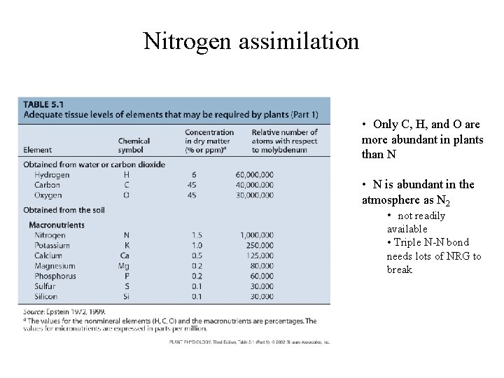 Nitrogen assimilation • • Only C, H, and O are more abundant in plants