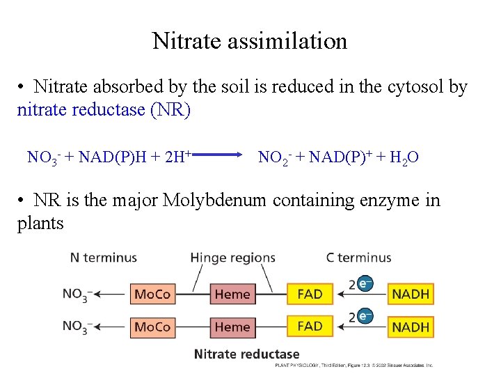 Nitrate assimilation • Nitrate absorbed by the soil is reduced in the cytosol by