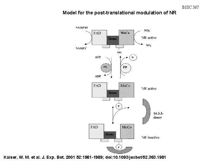 BISC 367 Model for the post-translational modulation of NR Kaiser, W. M. et al.