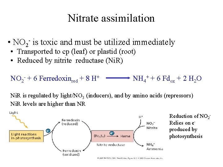 Nitrate assimilation • NO 2 - is toxic and must be utilized immediately •