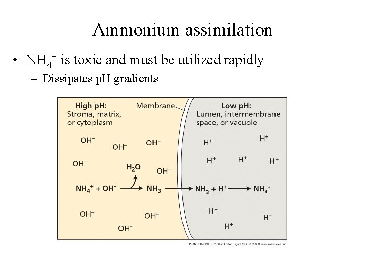 Ammonium assimilation • NH 4+ is toxic and must be utilized rapidly – Dissipates