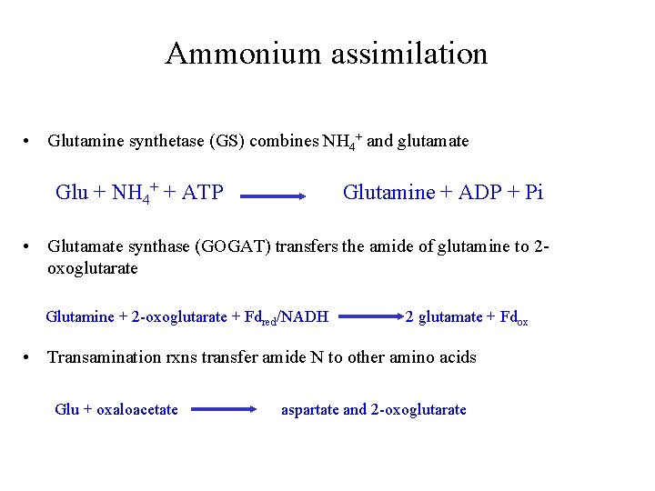 Ammonium assimilation • Glutamine synthetase (GS) combines NH 4+ and glutamate Glu + NH