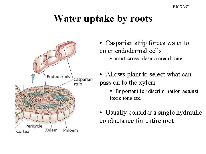 BISC 367 Water uptake by roots • Casparian strip forces water to enter endodermal
