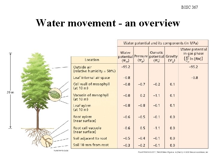 BISC 367 Water movement - an overview 