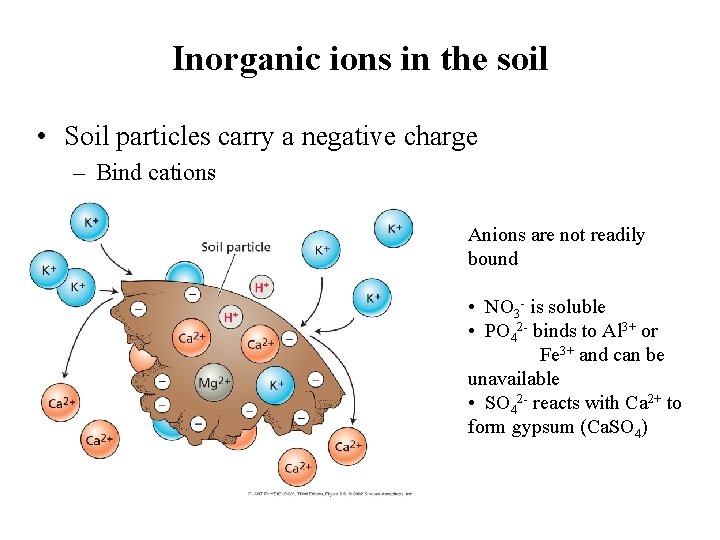 Inorganic ions in the soil • Soil particles carry a negative charge – Bind