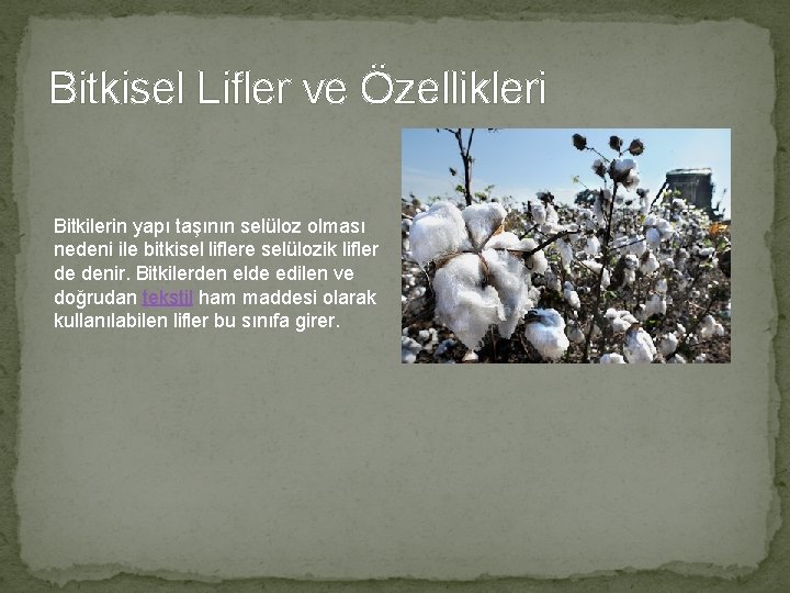 Bitkisel Lifler ve Özellikleri Bitkilerin yapı taşının selüloz olması nedeni ile bitkisel liflere selülozik