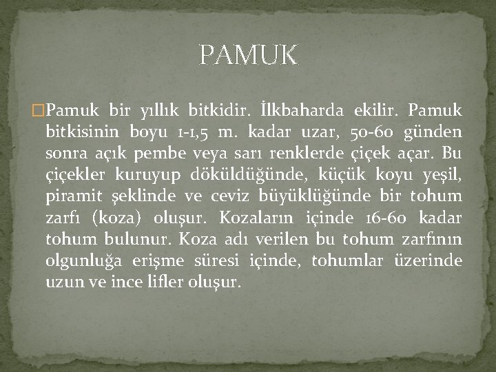 PAMUK �Pamuk bir yıllık bitkidir. İlkbaharda ekilir. Pamuk bitkisinin boyu 1 -1, 5 m.